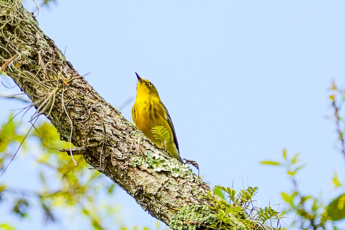 マツアメリカムシクイ - ML652264674