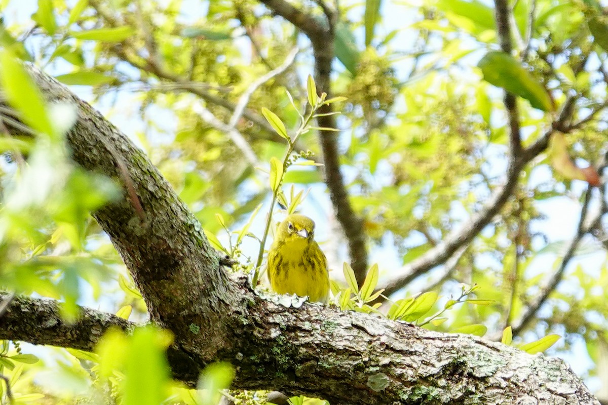 マツアメリカムシクイ - ML652264675