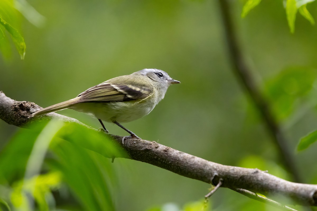 Buff-banded Tyrannulet - ML652264683