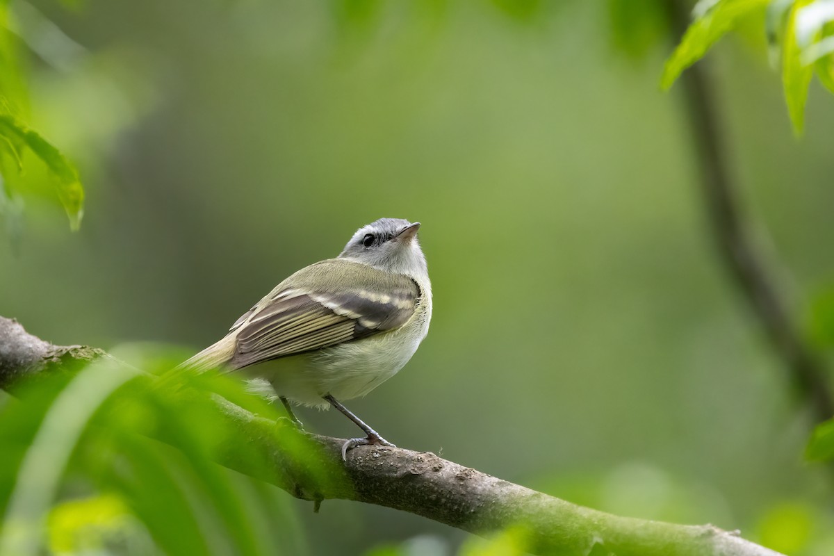 Buff-banded Tyrannulet - ML652264772