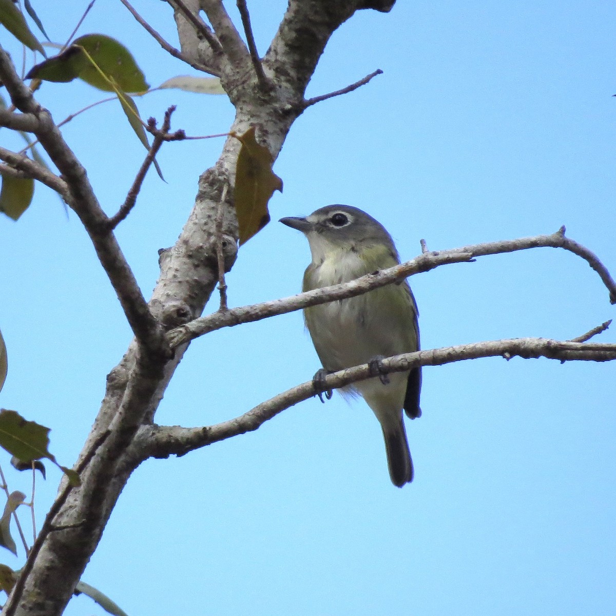 Сероголовый виреон - ML652264773