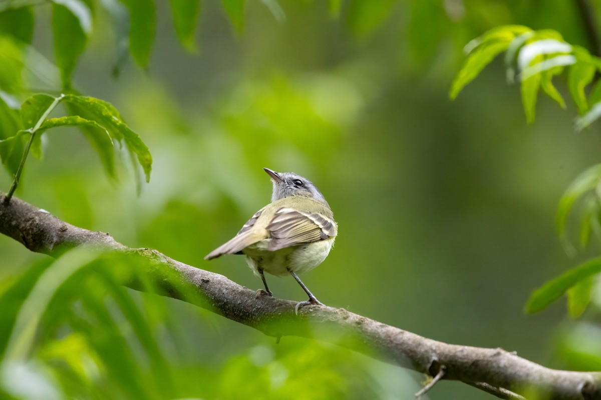 Buff-banded Tyrannulet - ML652264776