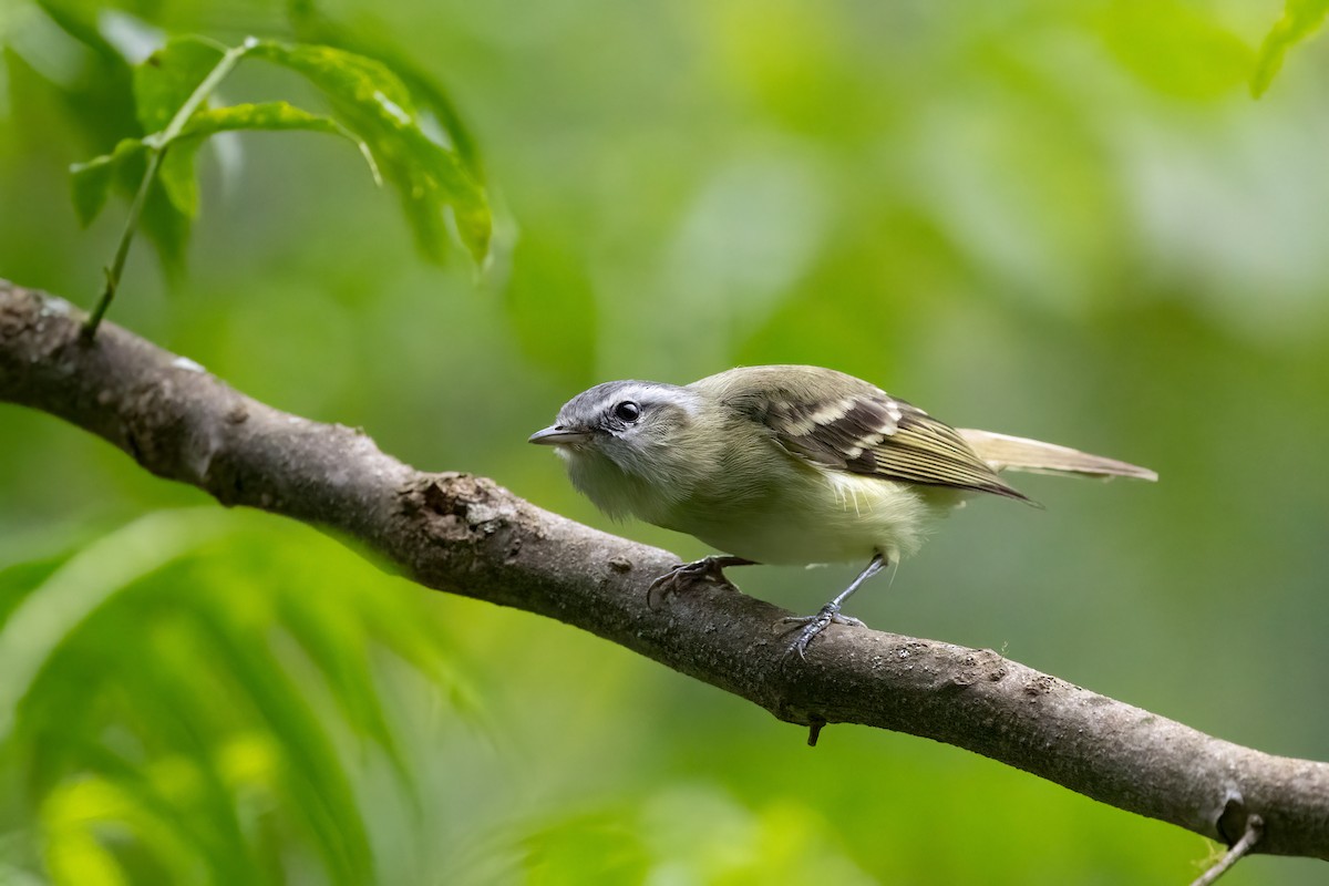 Buff-banded Tyrannulet - ML652264792