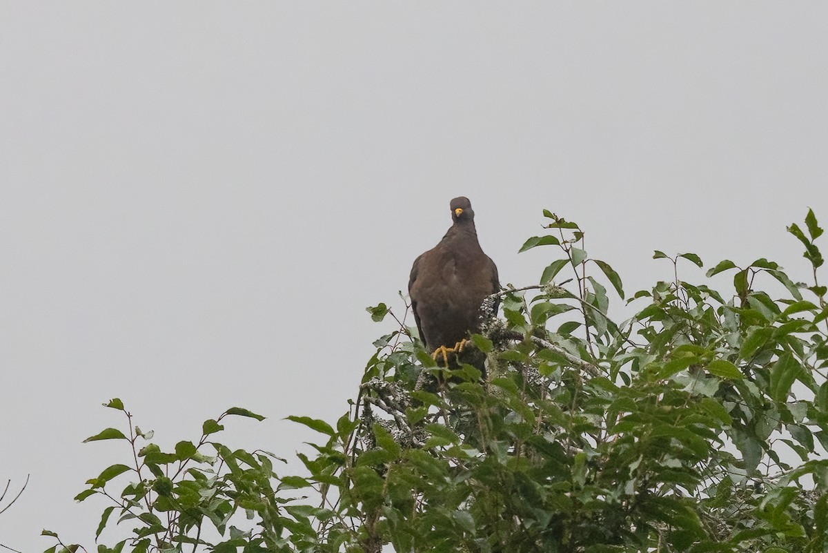 Band-tailed Pigeon - ML652264851