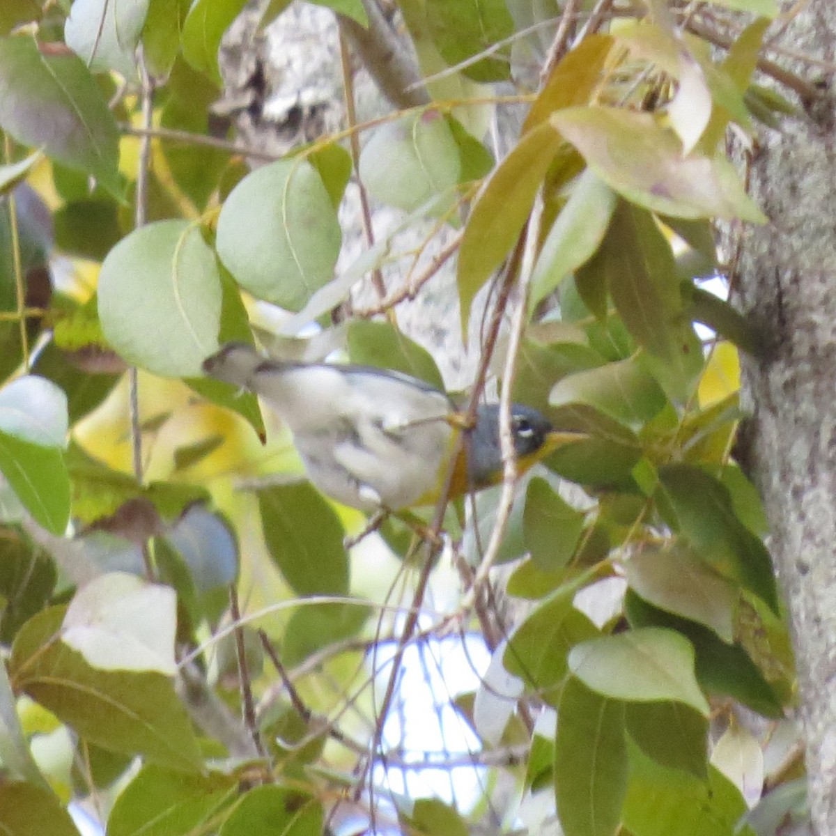 Очковая древесница - ML652264882