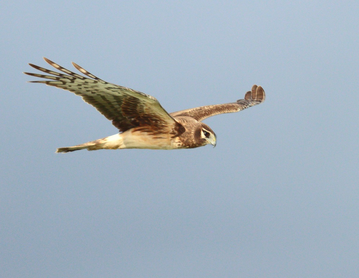 Лунь американський - ML652264943