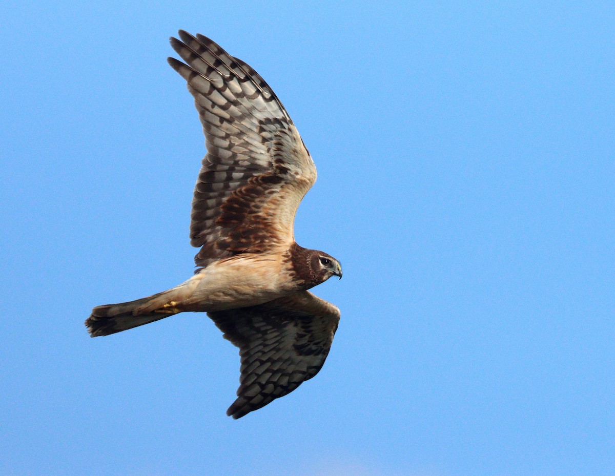 Лунь американський - ML652264956