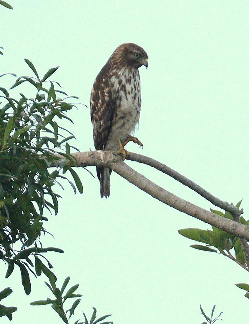 Канюк рудоплечий - ML652265034