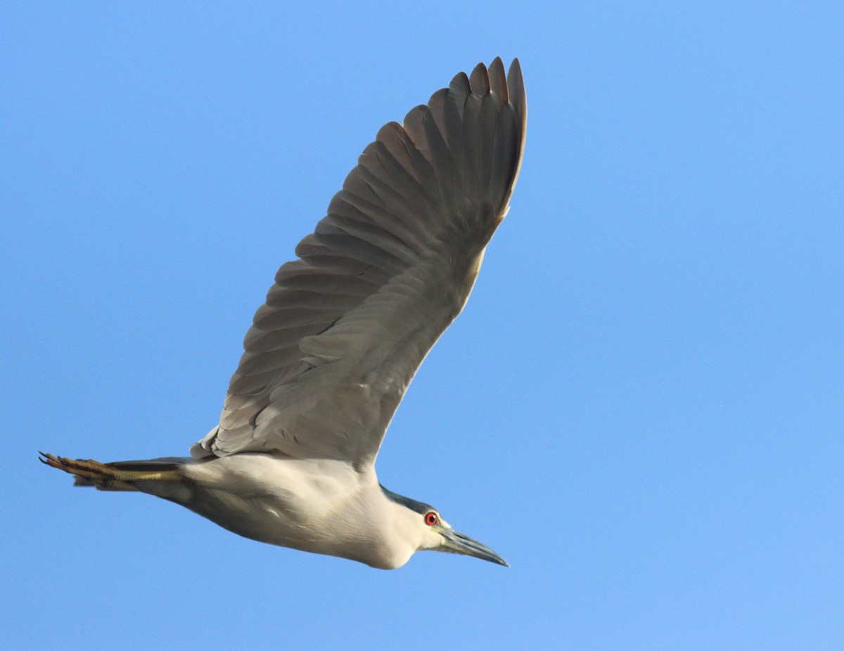 Квак звичайний - ML652265076