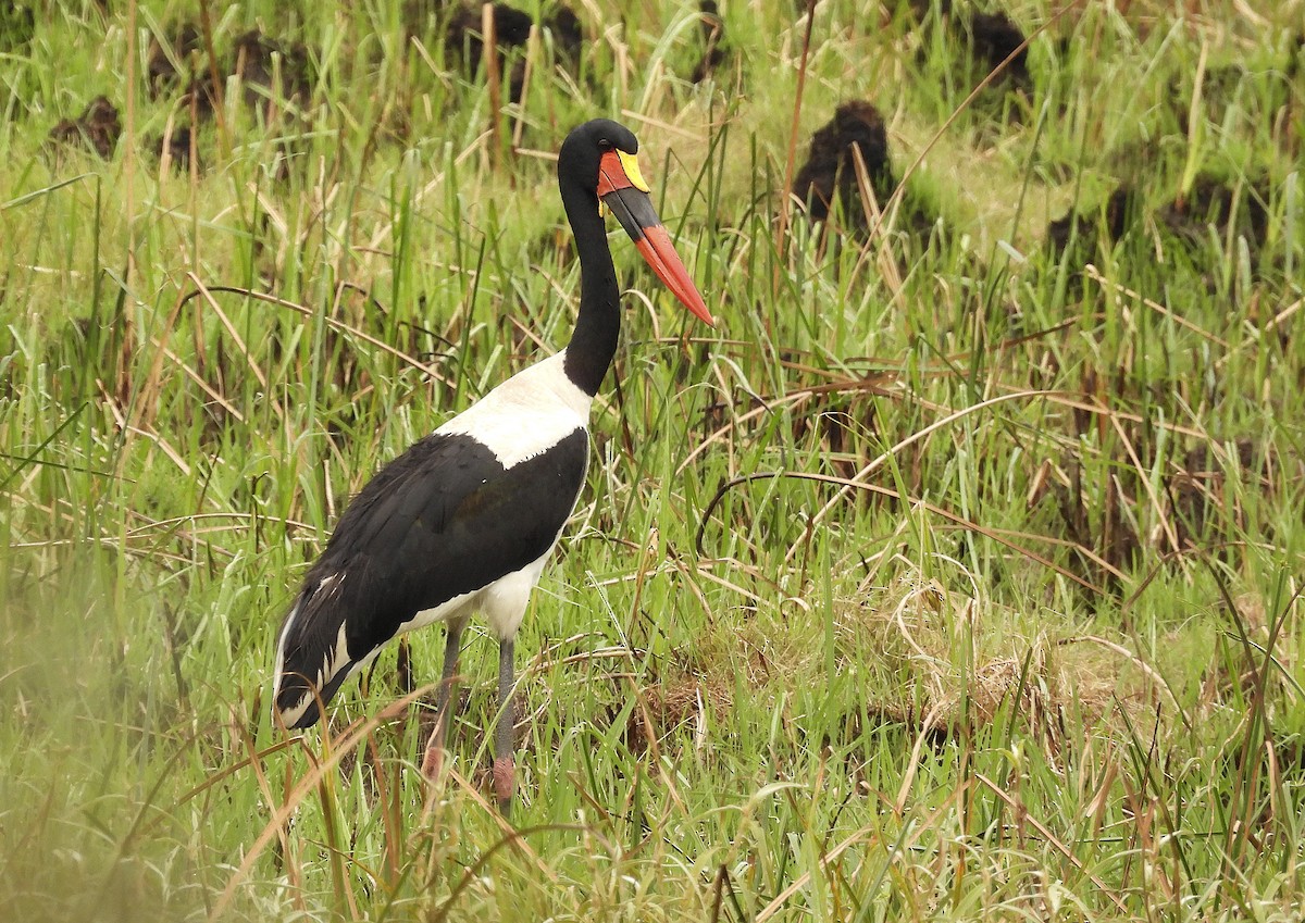 クラハシコウ - ML652265301