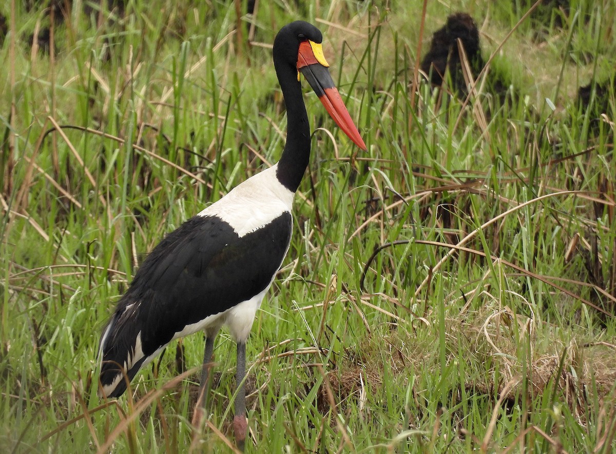 クラハシコウ - ML652265305