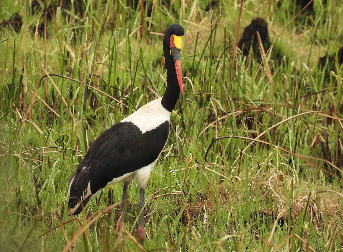 クラハシコウ - ML652265307