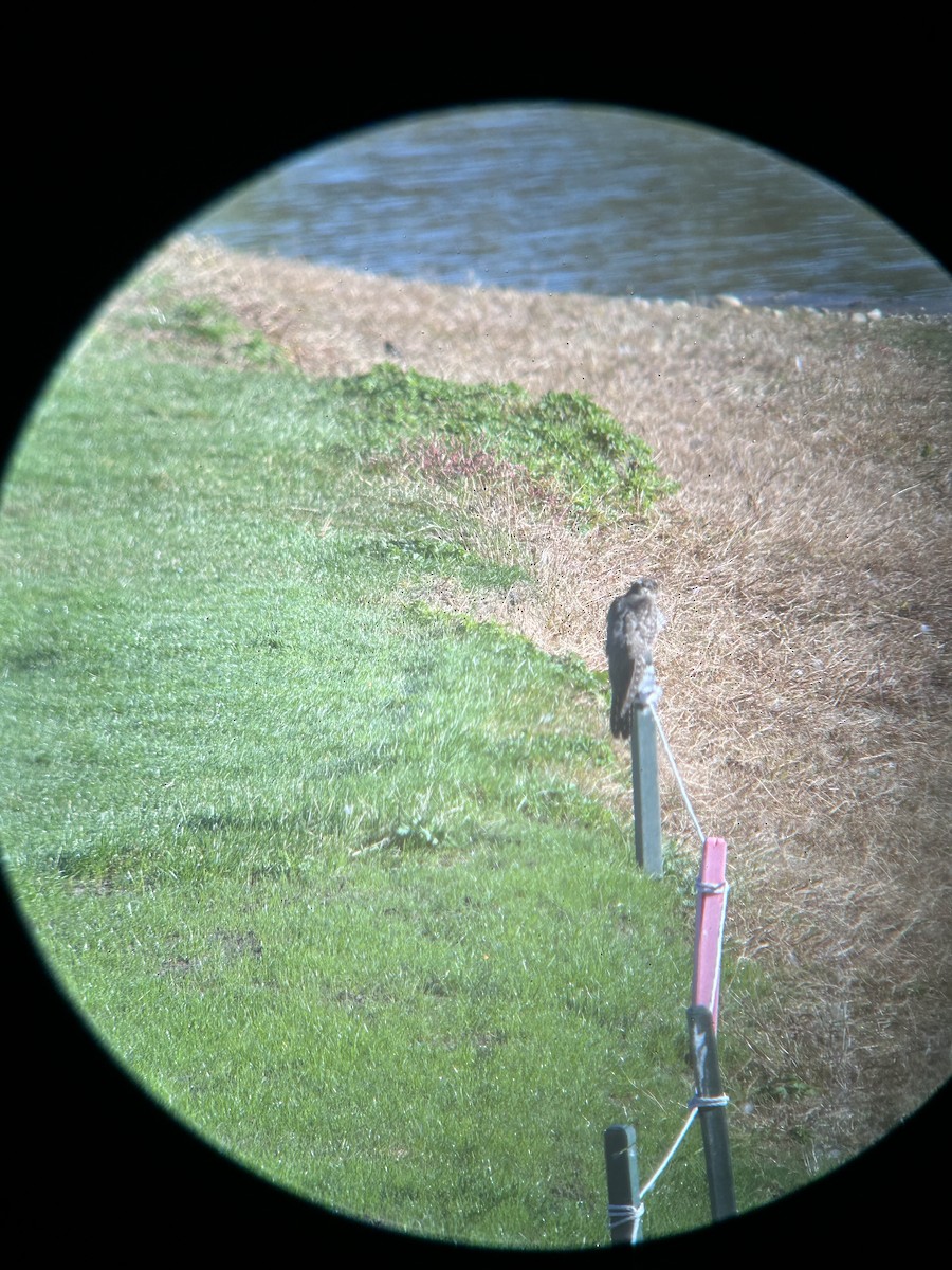 Common Cuckoo - ML652265316