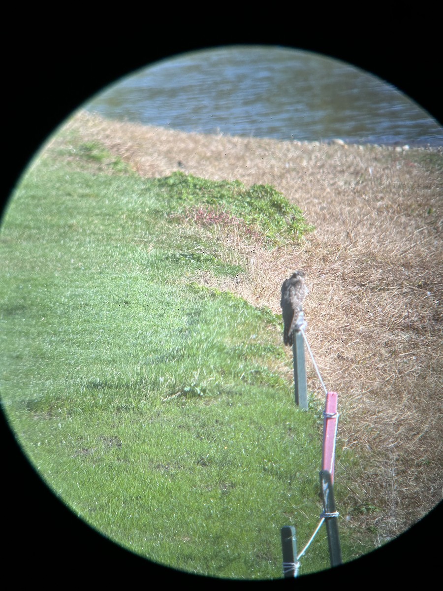 Common Cuckoo - ML652265317