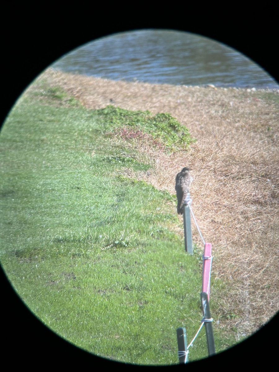 Common Cuckoo - ML652265318
