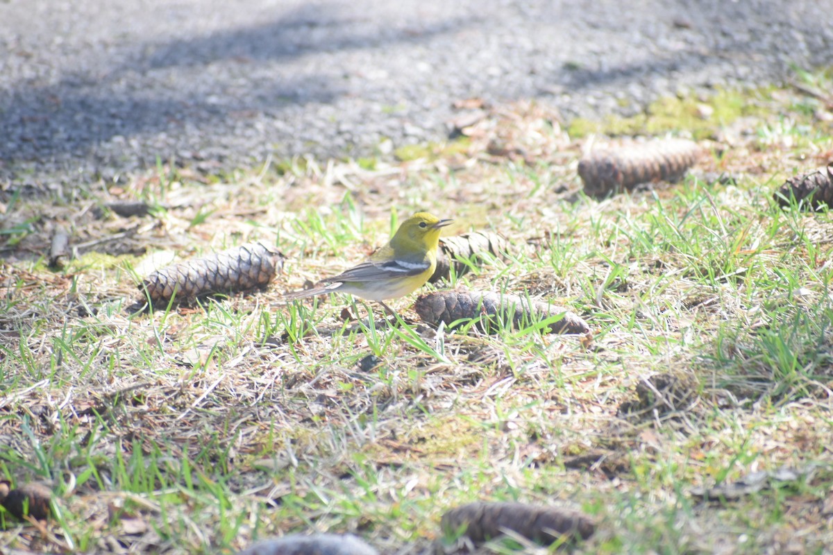 マツアメリカムシクイ - ML652265513