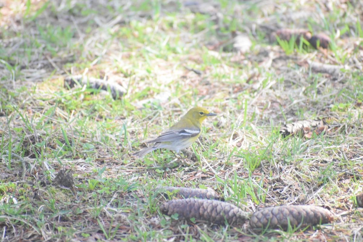 マツアメリカムシクイ - ML652265514