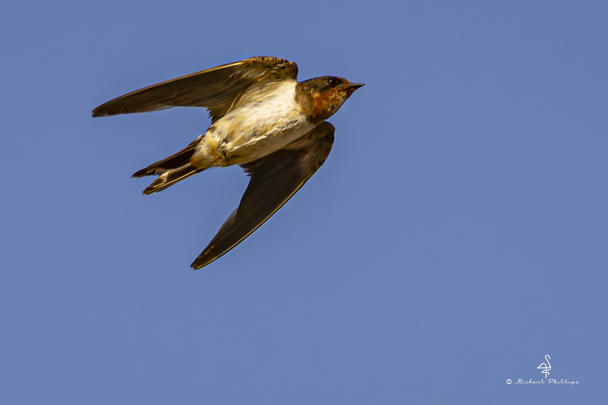 Golondrina Común (Oriental) - ML652265836