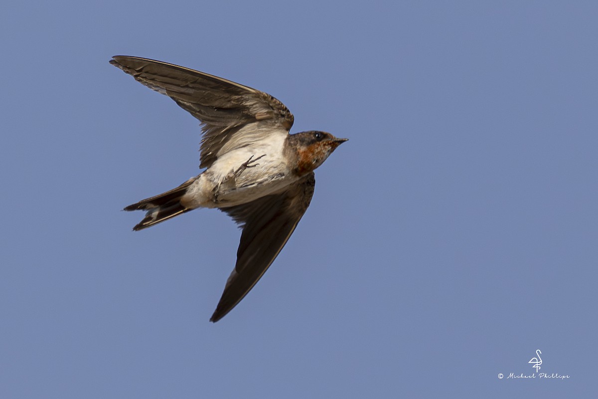 Golondrina Común (Oriental) - ML652265837