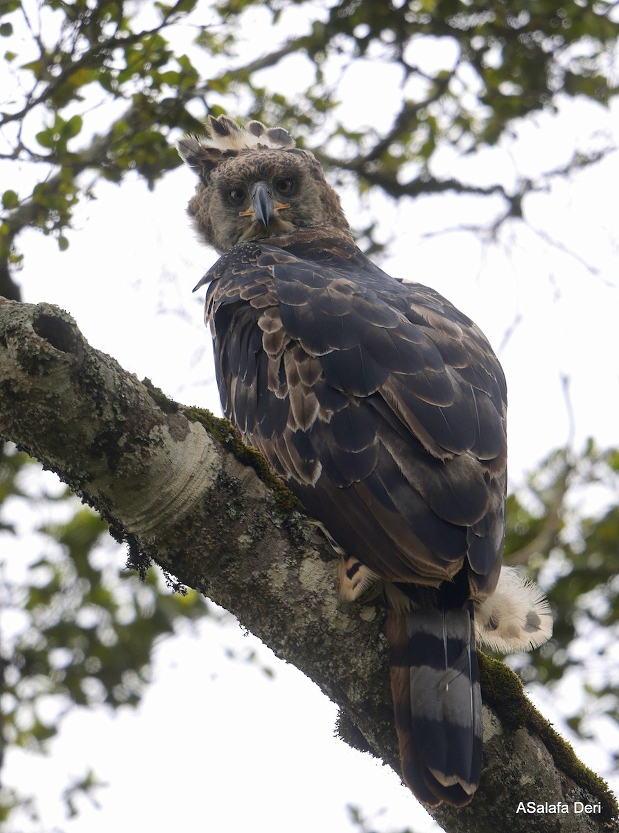 Crowned Eagle - ML652265879