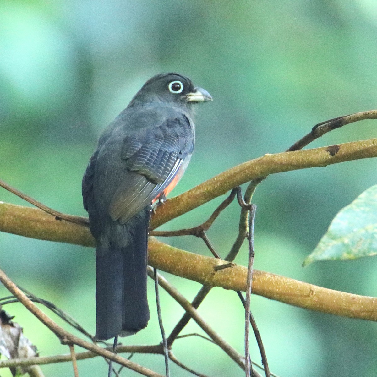 Baird's Trogon - ML652265959