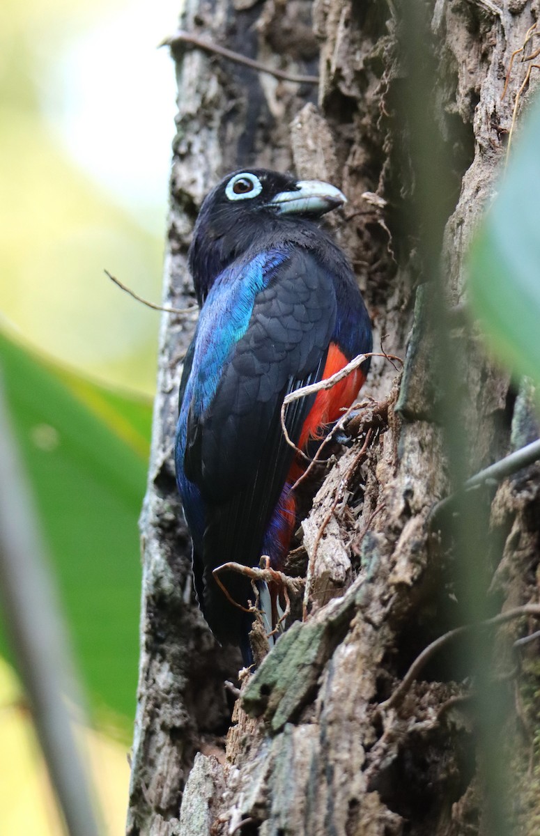 Baird's Trogon - ML652265961