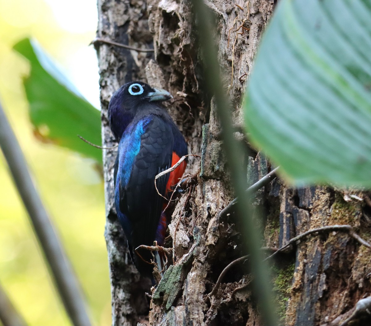 Baird's Trogon - ML652265964