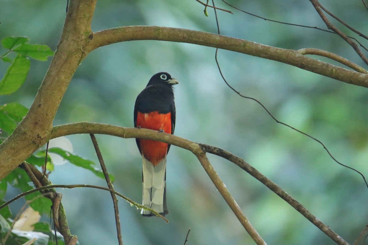Baird's Trogon - ML652265965