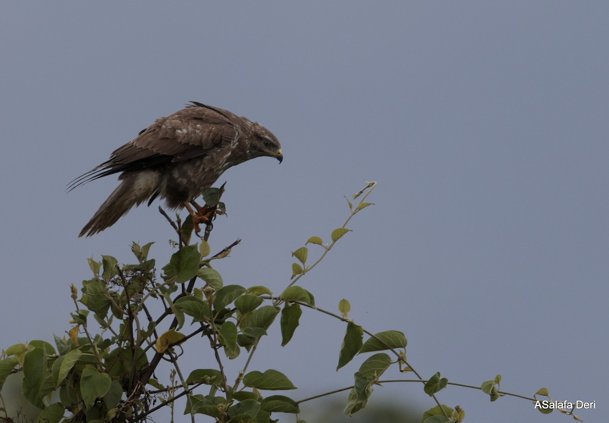 Poiana (vulpinus/menetriesi) - ML652265998