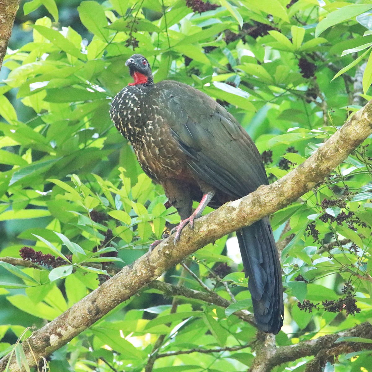 Crested Guan - ML652266030