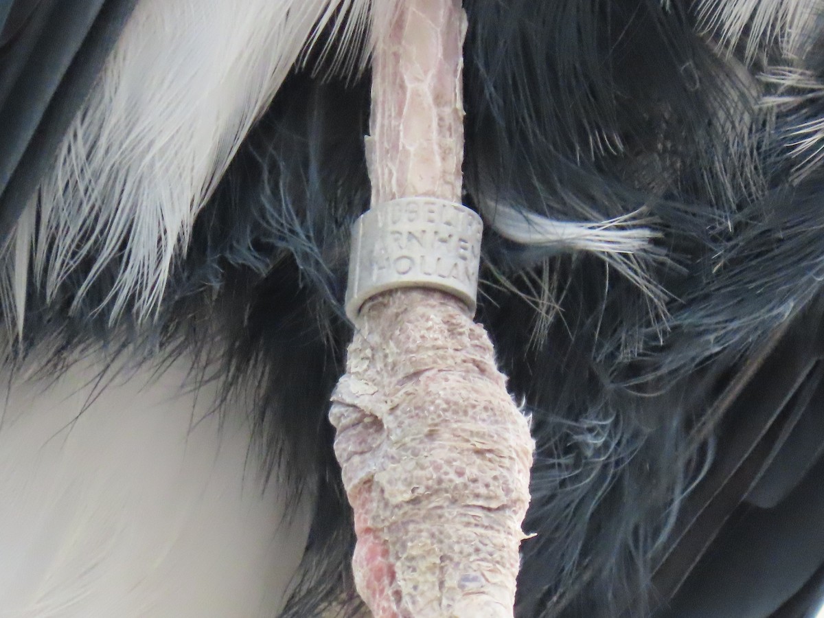 Gray Heron - ML652266034