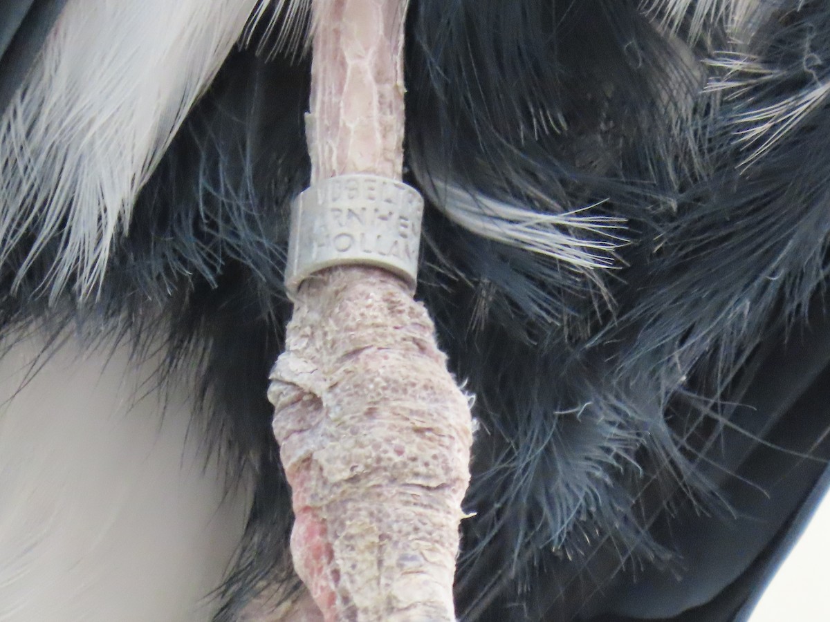 Gray Heron - ML652266038