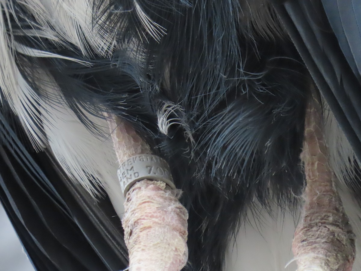 Gray Heron - ML652266042