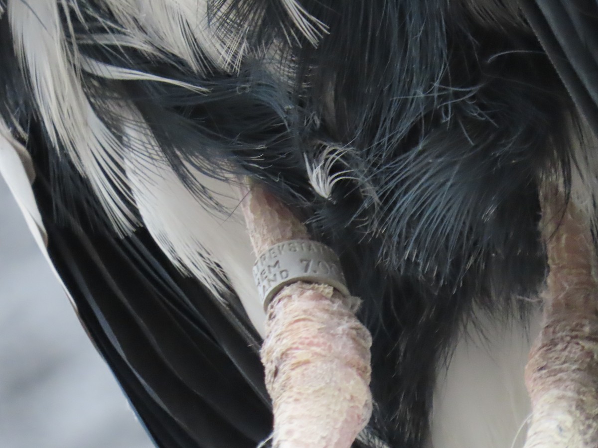 Gray Heron - ML652266043