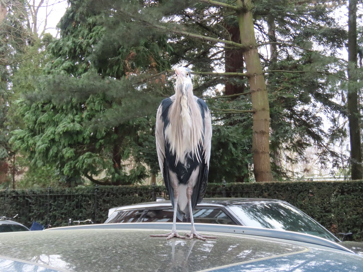 Gray Heron - ML652266046