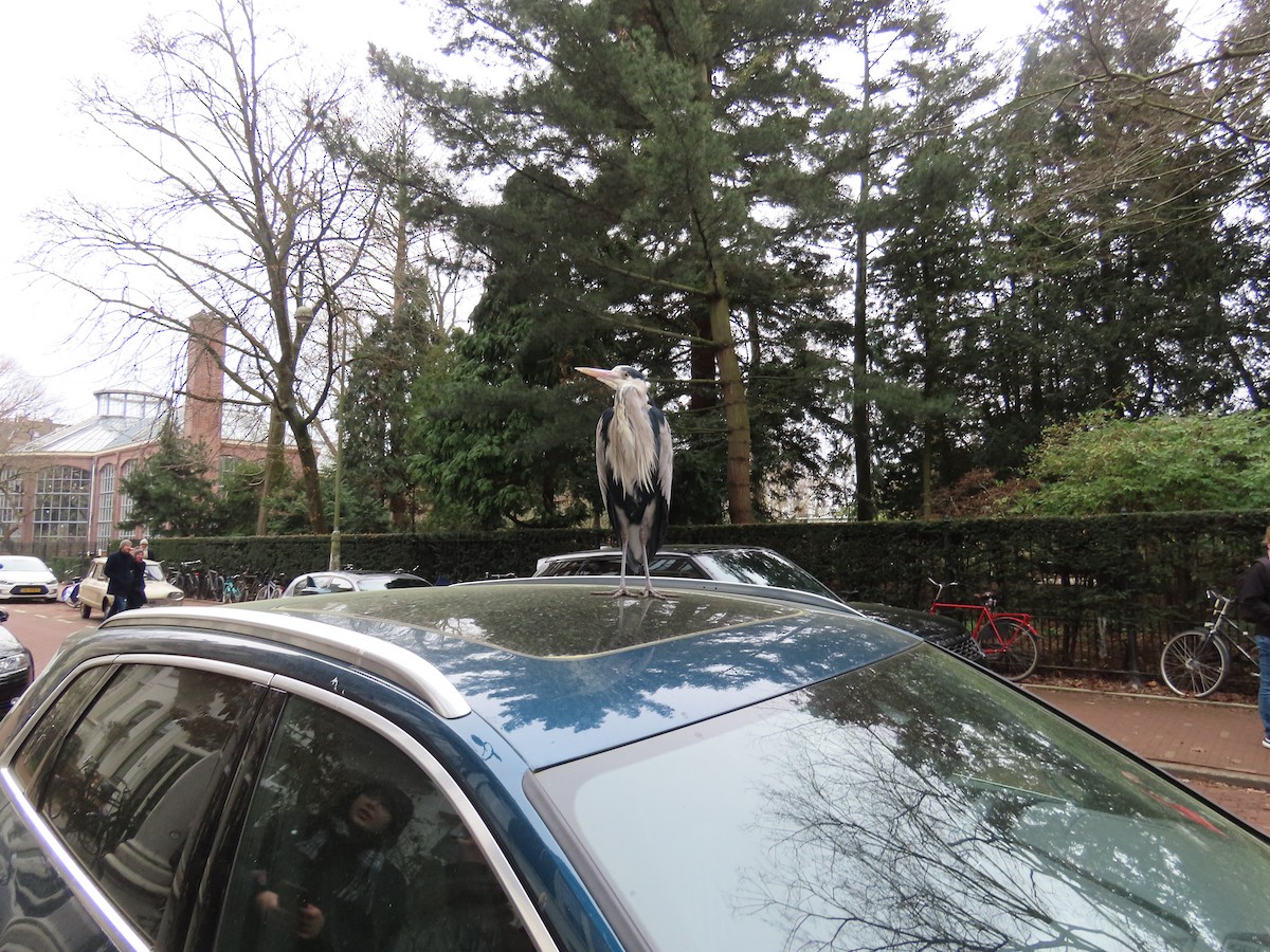 Gray Heron - ML652266047