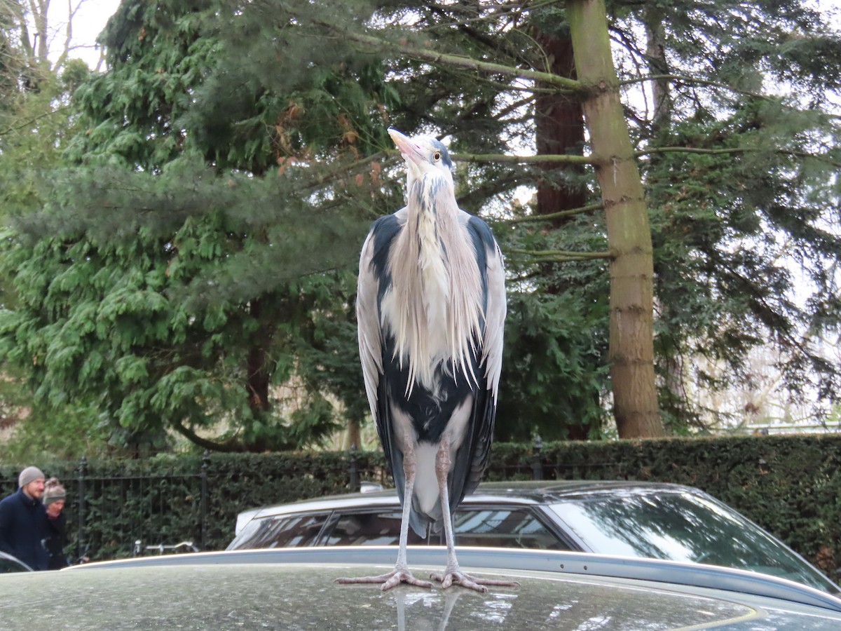 Gray Heron - ML652266048