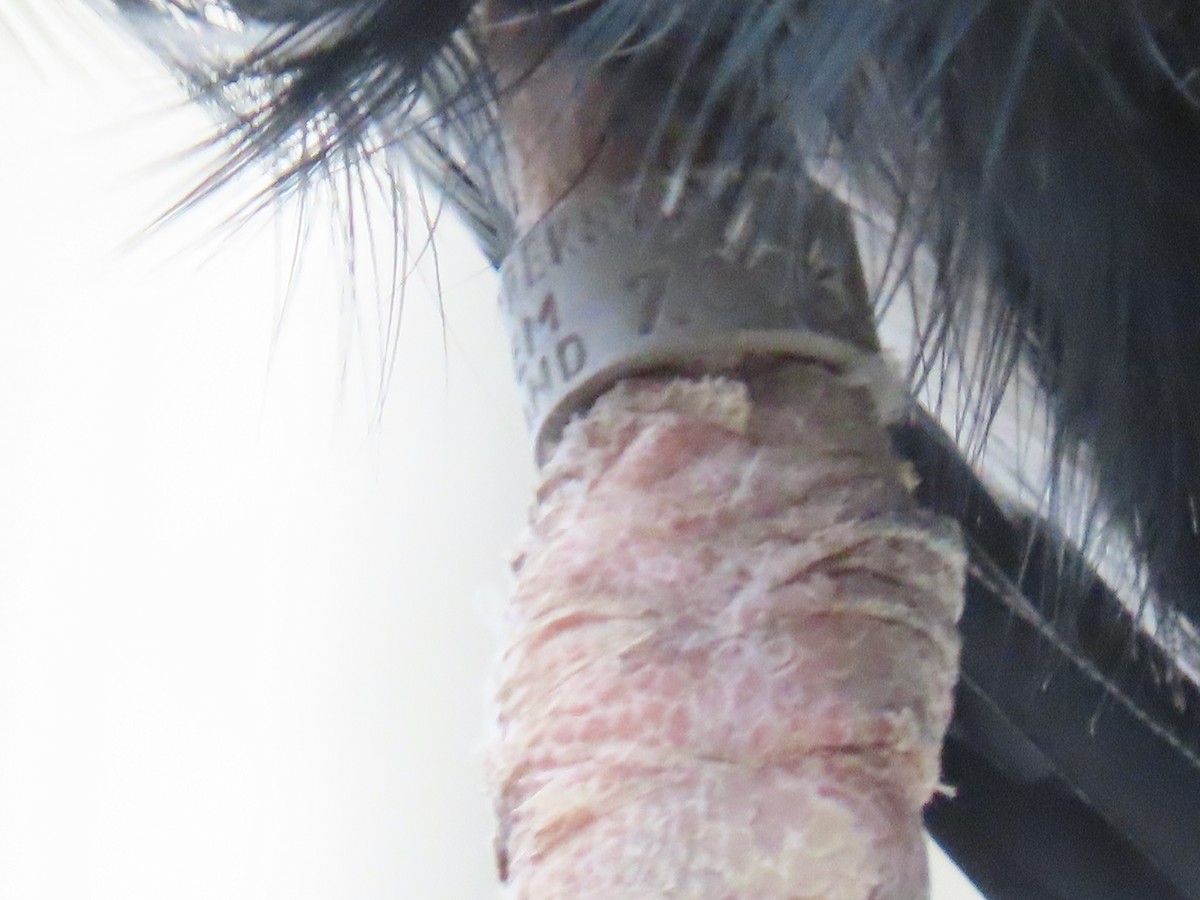 Gray Heron - ML652266049