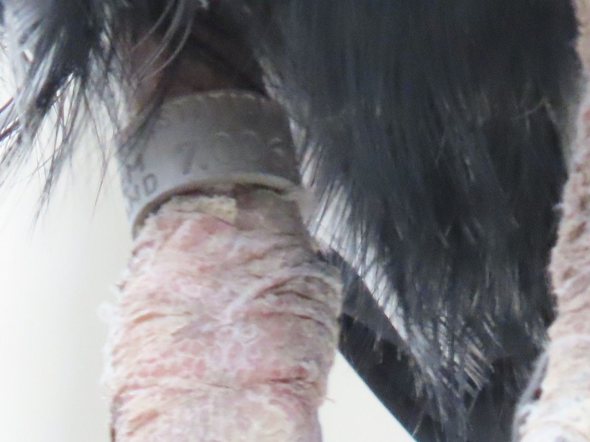 Gray Heron - ML652266050