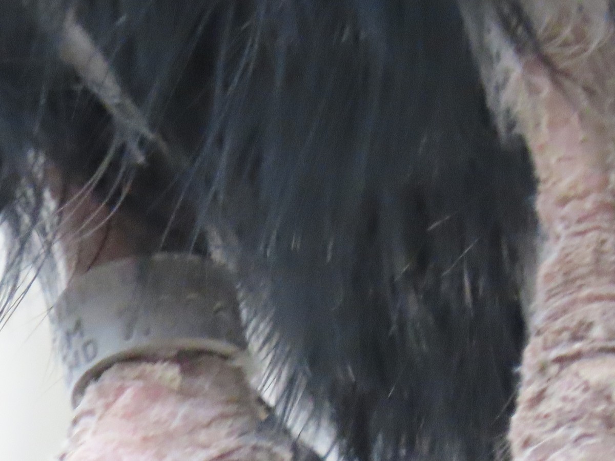 Gray Heron - ML652266051