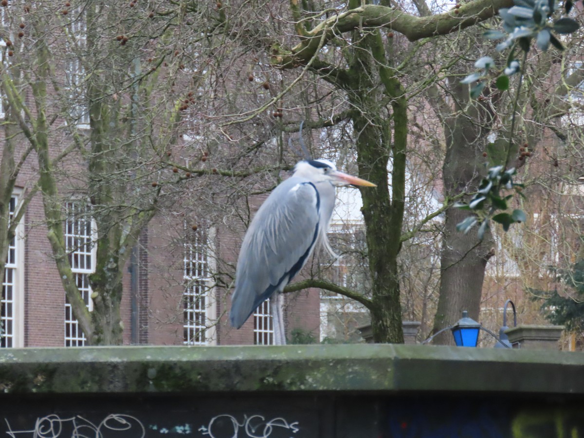 Gray Heron - ML652266052