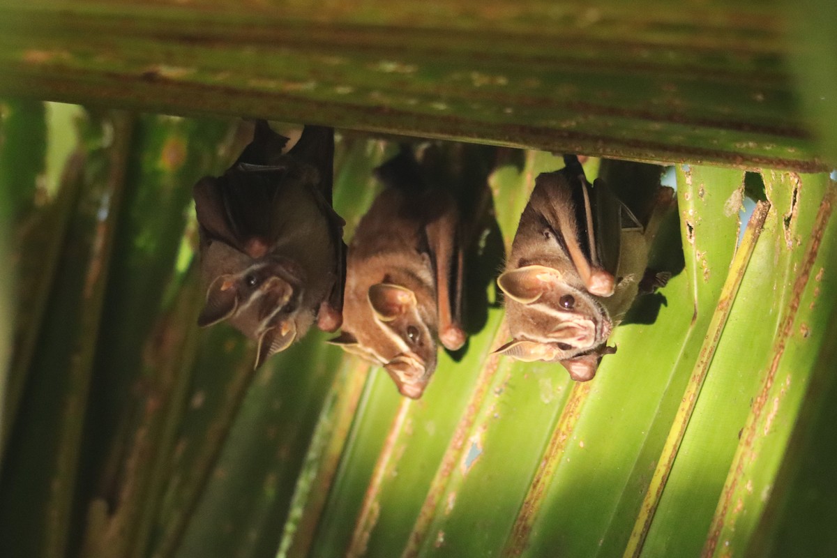 Tent-making Bat - ML652266053