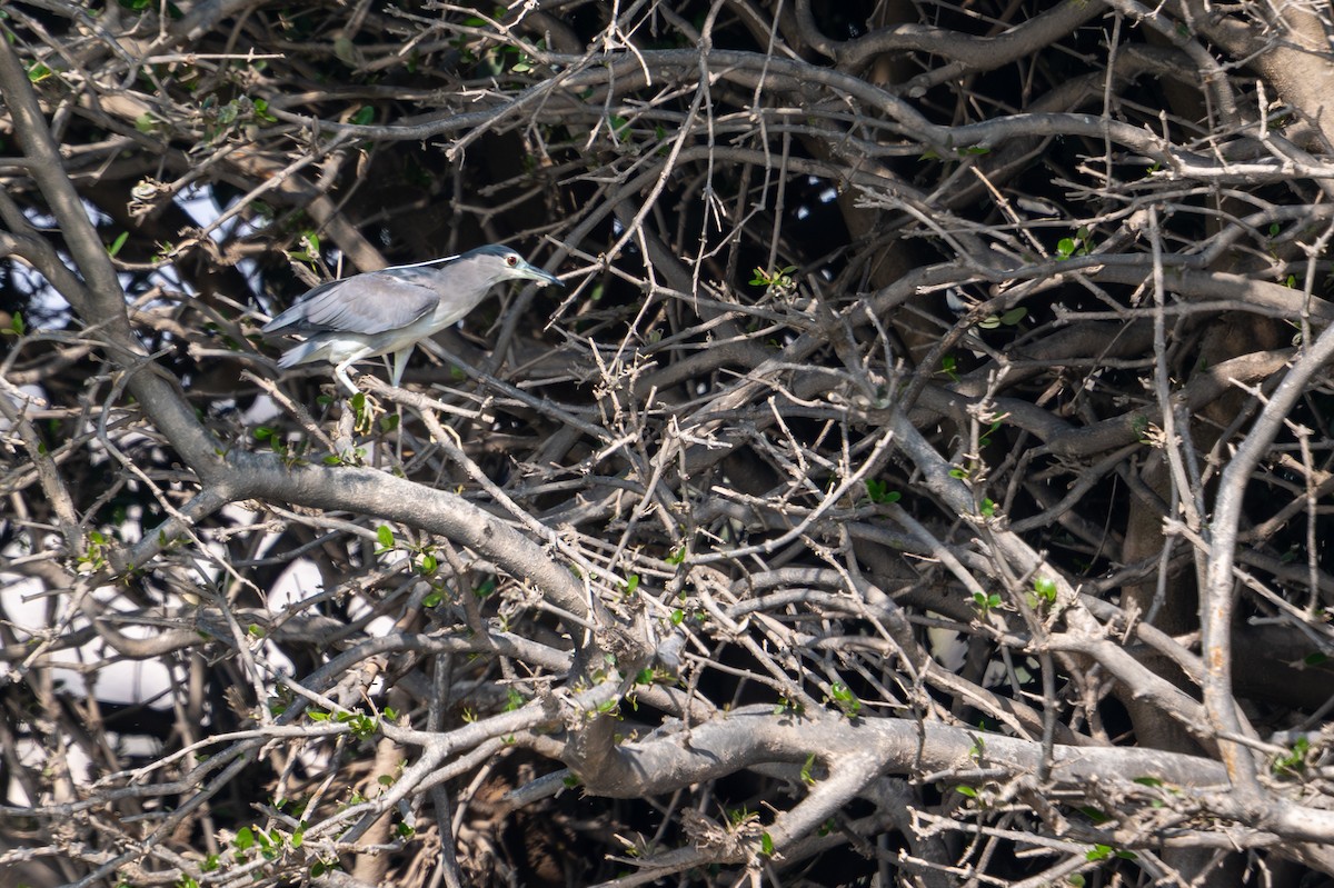 夜鷺 - ML652266130