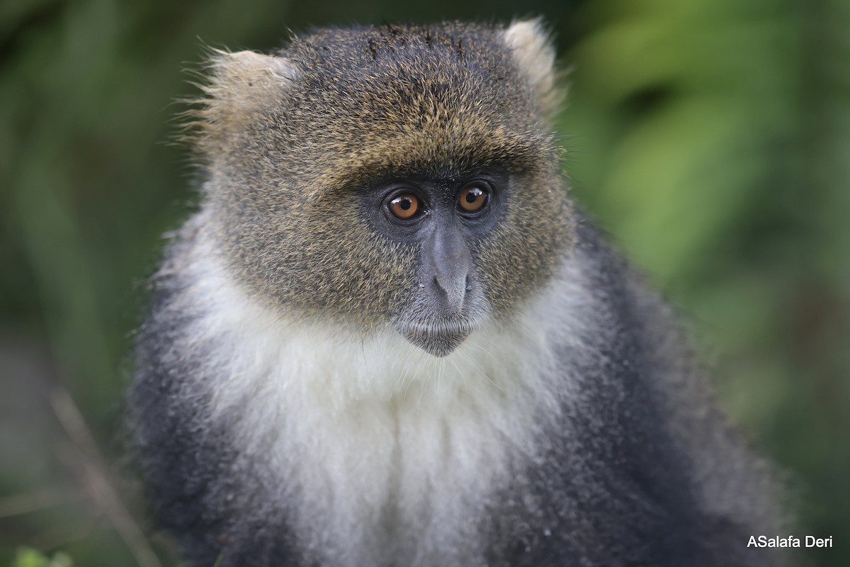 Kolb's Monkey - ML652266141