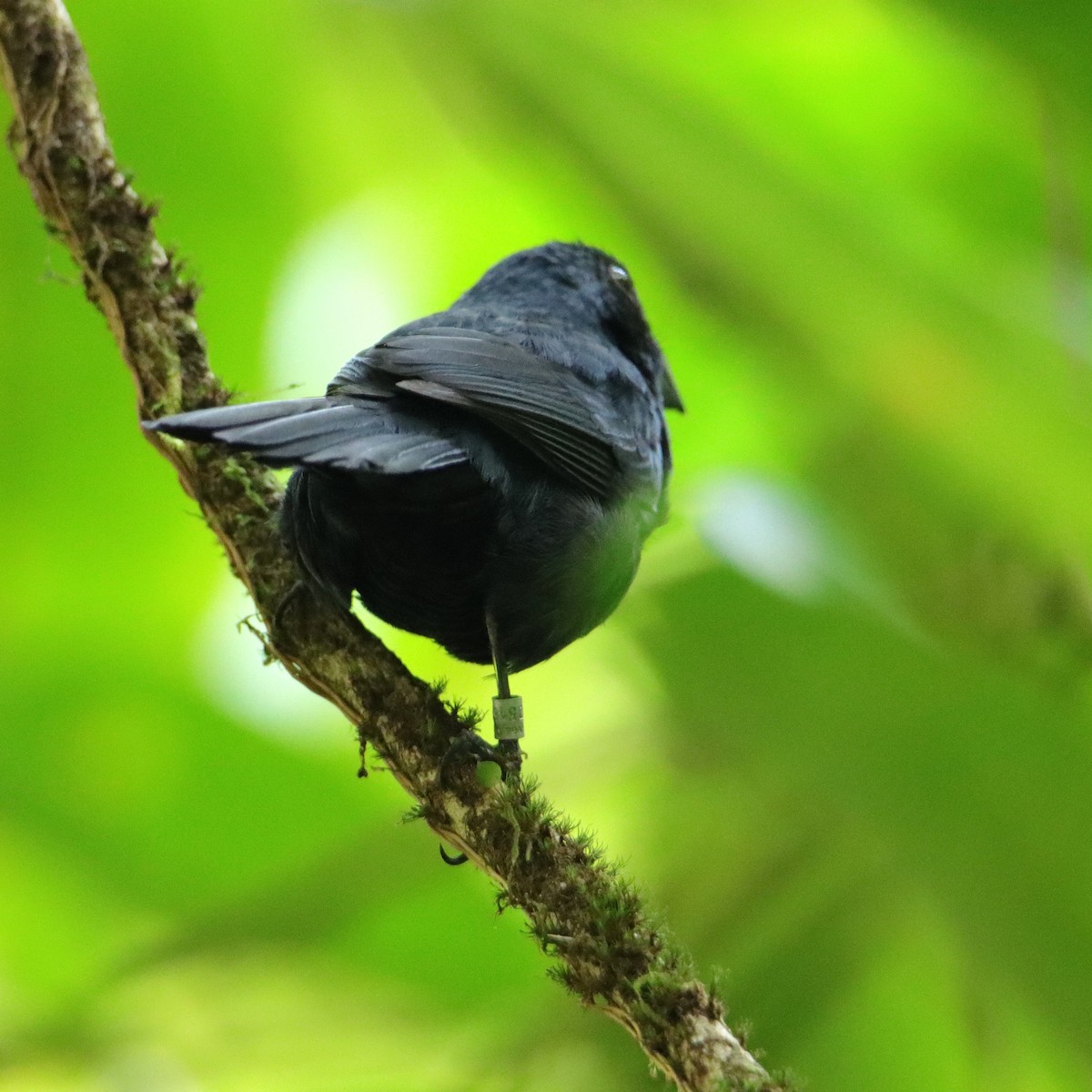 Blue-black Grosbeak - ML652266174