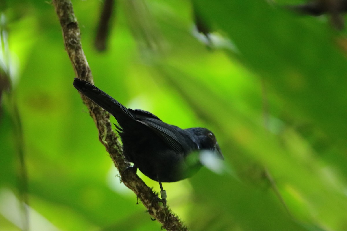 Blue-black Grosbeak - ML652266179