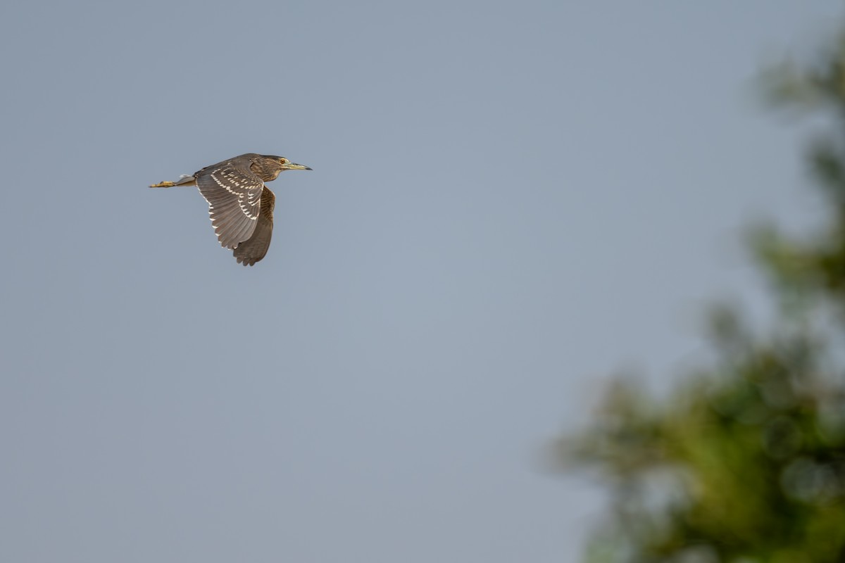 夜鷺 - ML652266197