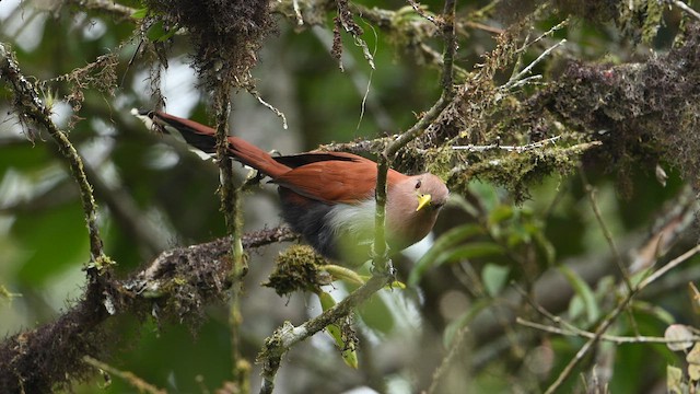 Piaye écureuil - ML652266206