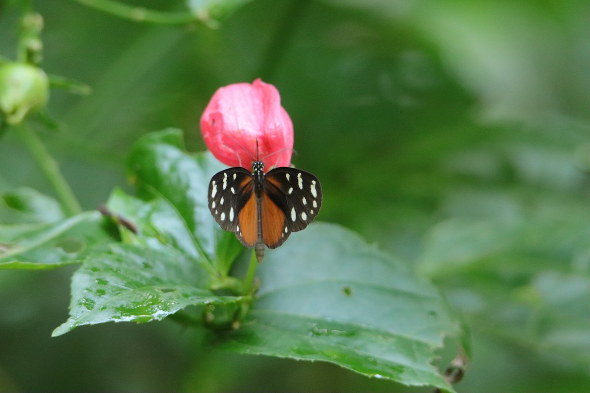 昆蟲綱 - ML652266211