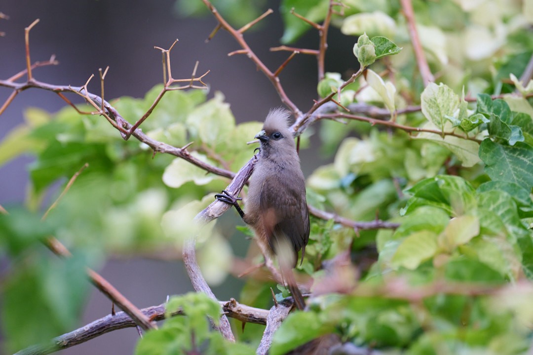 Speckled Mousebird - ML652266256